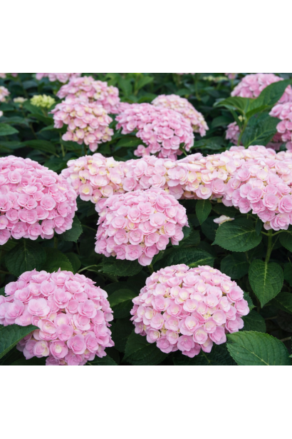 Hydrangea macrophylla Love фото